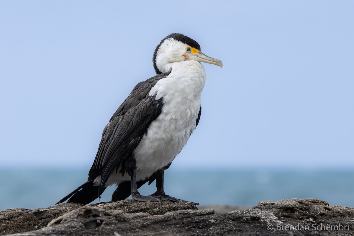 Pied Cormorant - ML644131901