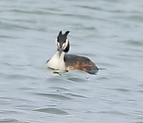 Great Crested Grebe - ML644131903