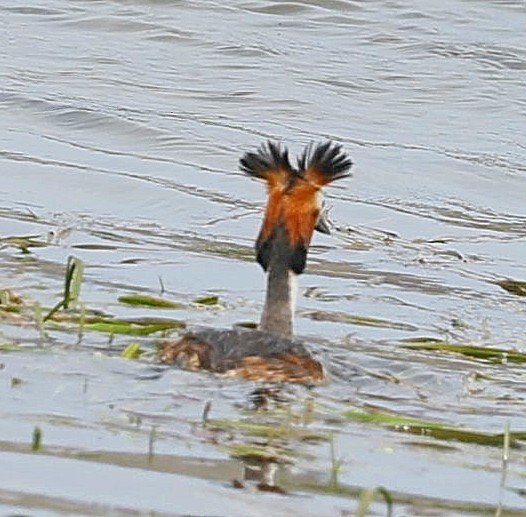 Great Crested Grebe - ML644131904