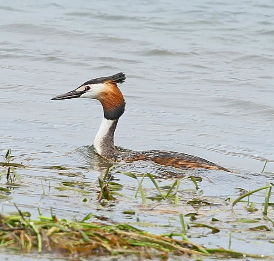 Great Crested Grebe - ML644131906