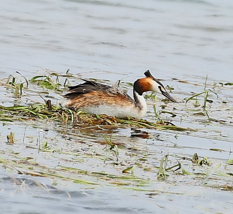 Great Crested Grebe - ML644131907