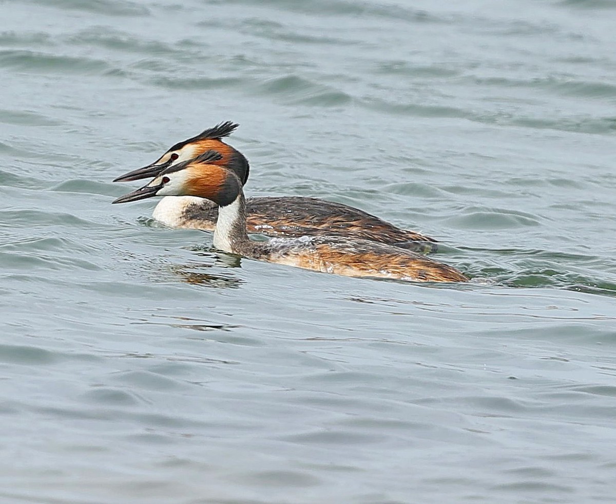 Great Crested Grebe - ML644131908