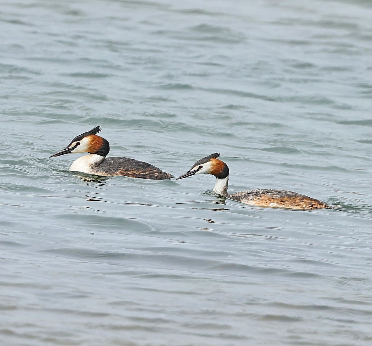 Great Crested Grebe - ML644131909