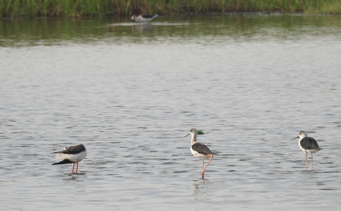Black-winged Stilt - ML644131910