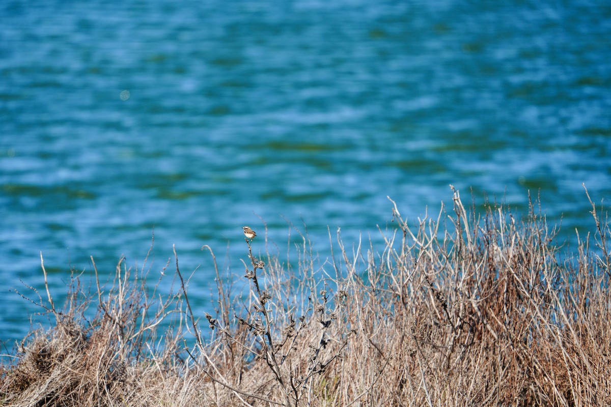 Whinchat - ML644131911