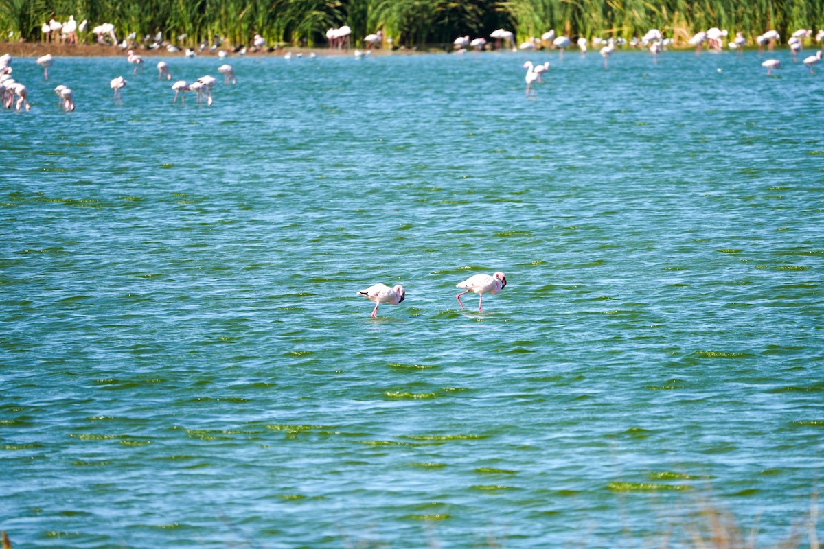 Lesser Flamingo - ML644131920