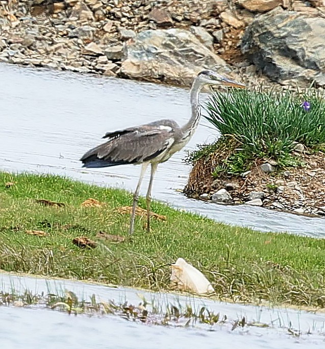 Gray Heron (Gray) - ML644131925