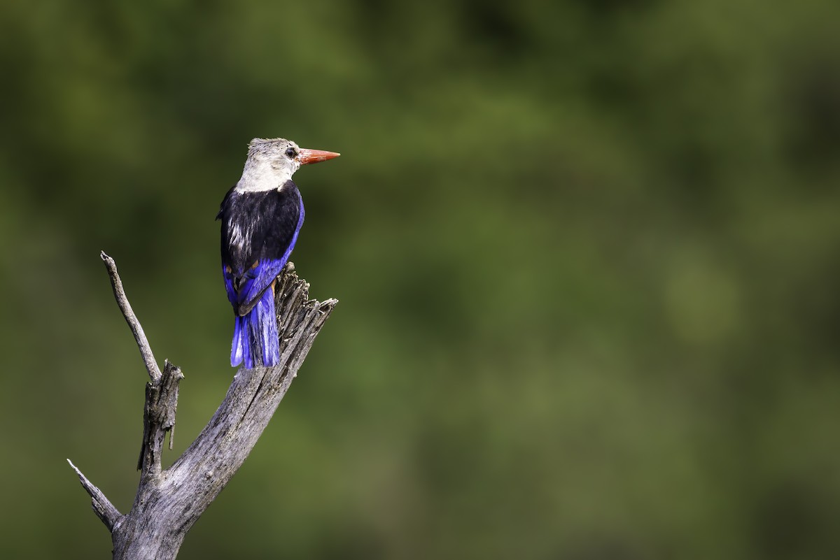 Gray-headed Kingfisher - ML644131928