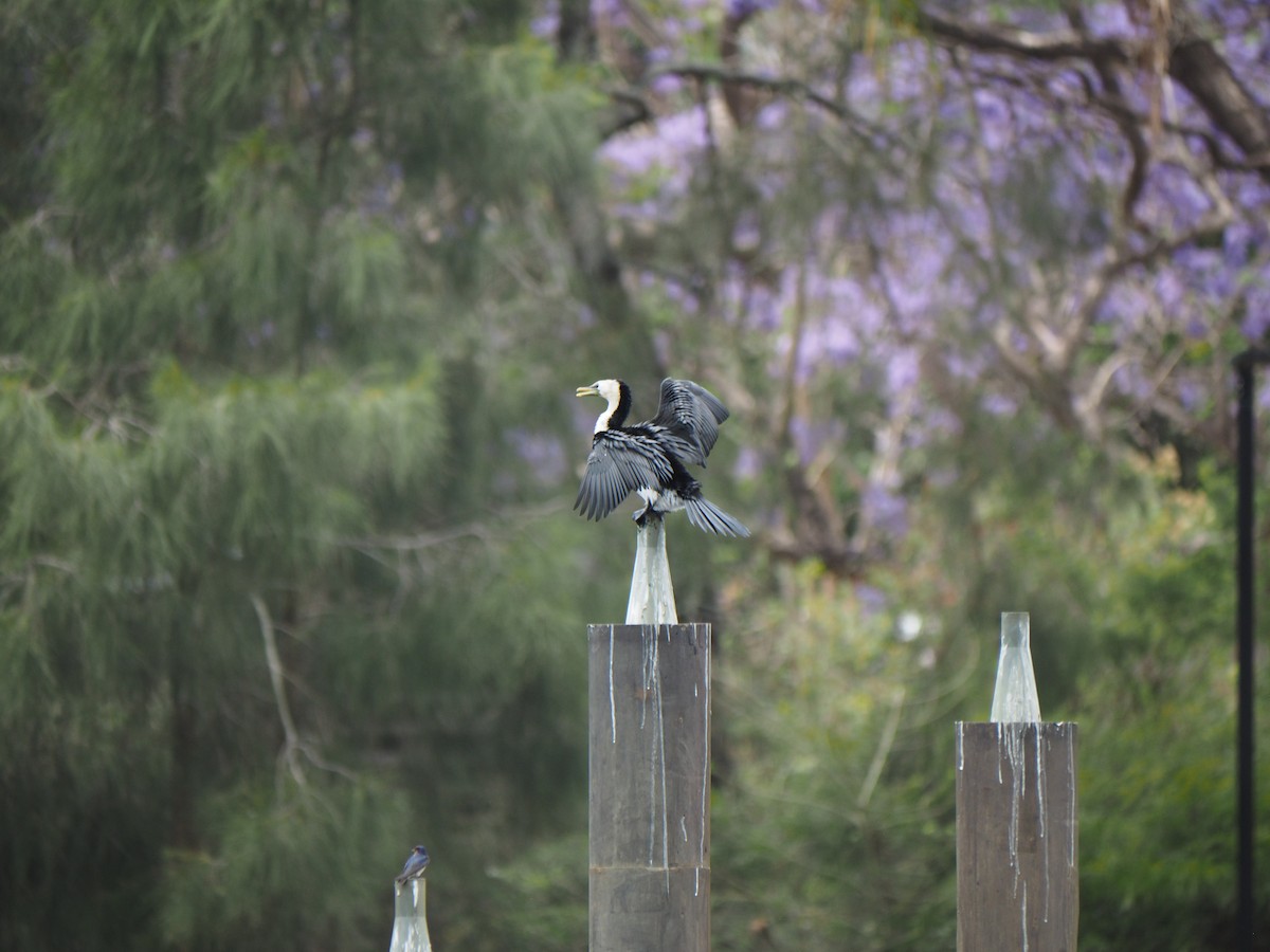 Little Pied Cormorant - ML644131930