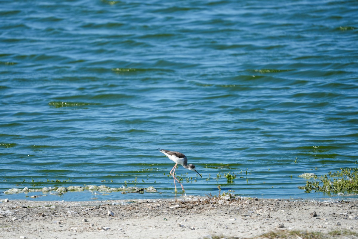 Black-winged Stilt - ML644131931