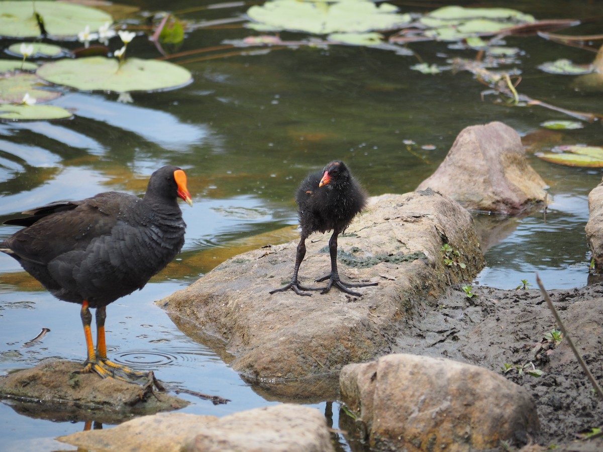 Dusky Moorhen - ML644131932