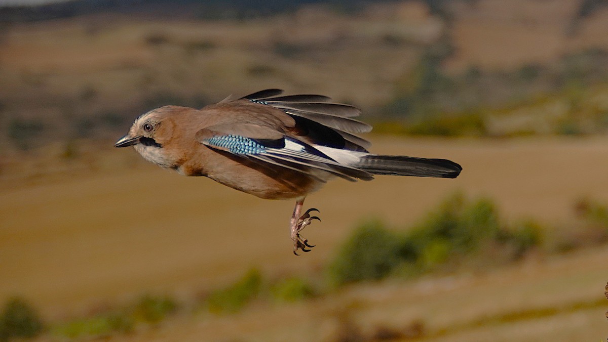 Eurasian Jay - ML644131934