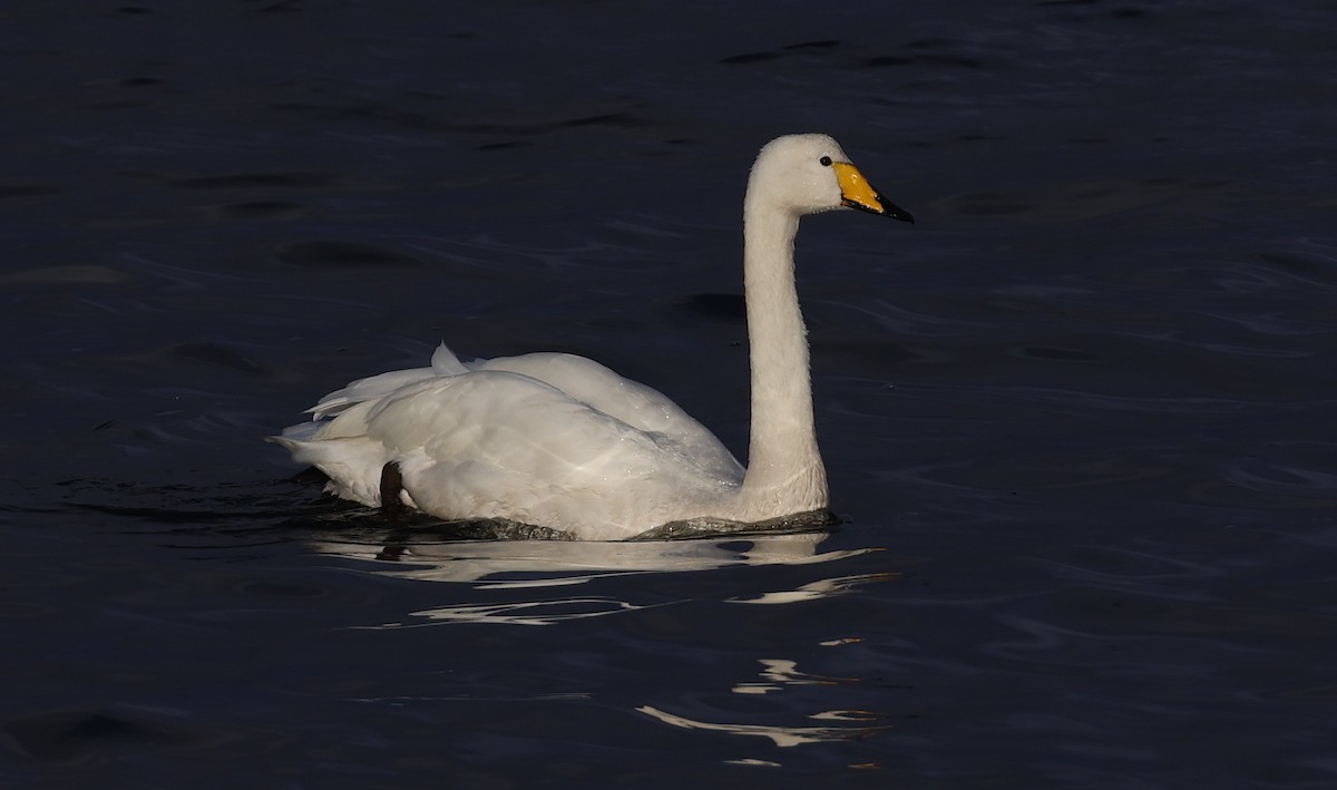 Whooper Swan - ML644131939