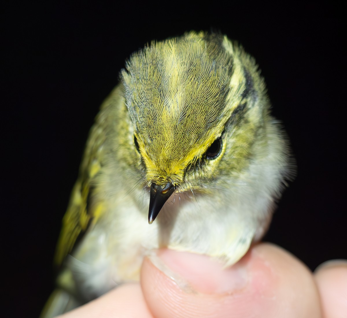 Pallas's Leaf Warbler - ML644131942