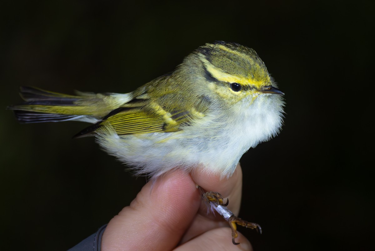 Pallas's Leaf Warbler - ML644131944