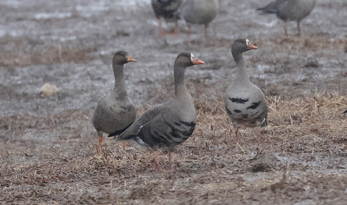 Greater White-fronted Goose - ML644131945