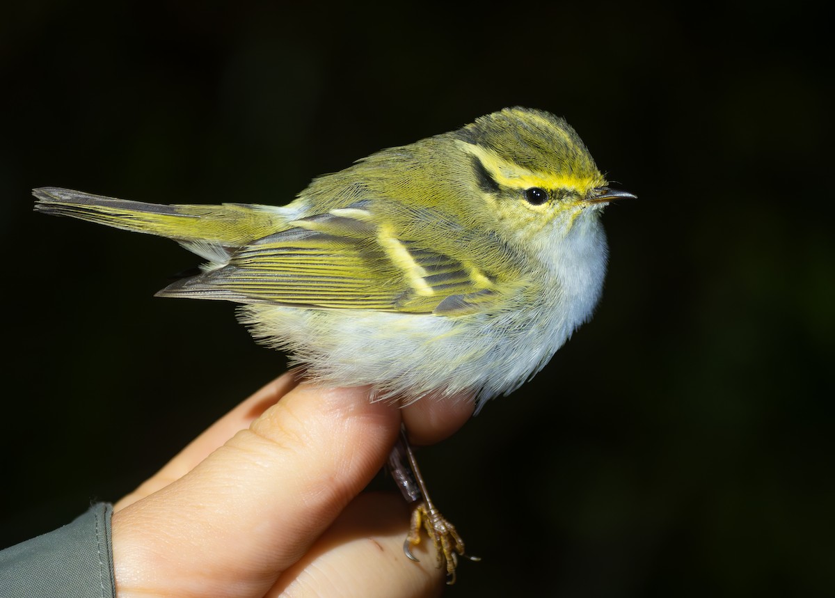 Pallas's Leaf Warbler - ML644131947