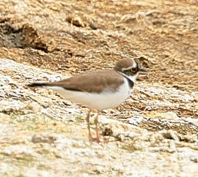 Little Ringed Plover - ML644131948