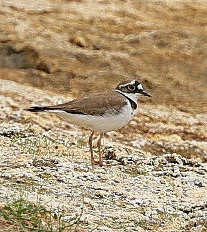 Little Ringed Plover - ML644131949