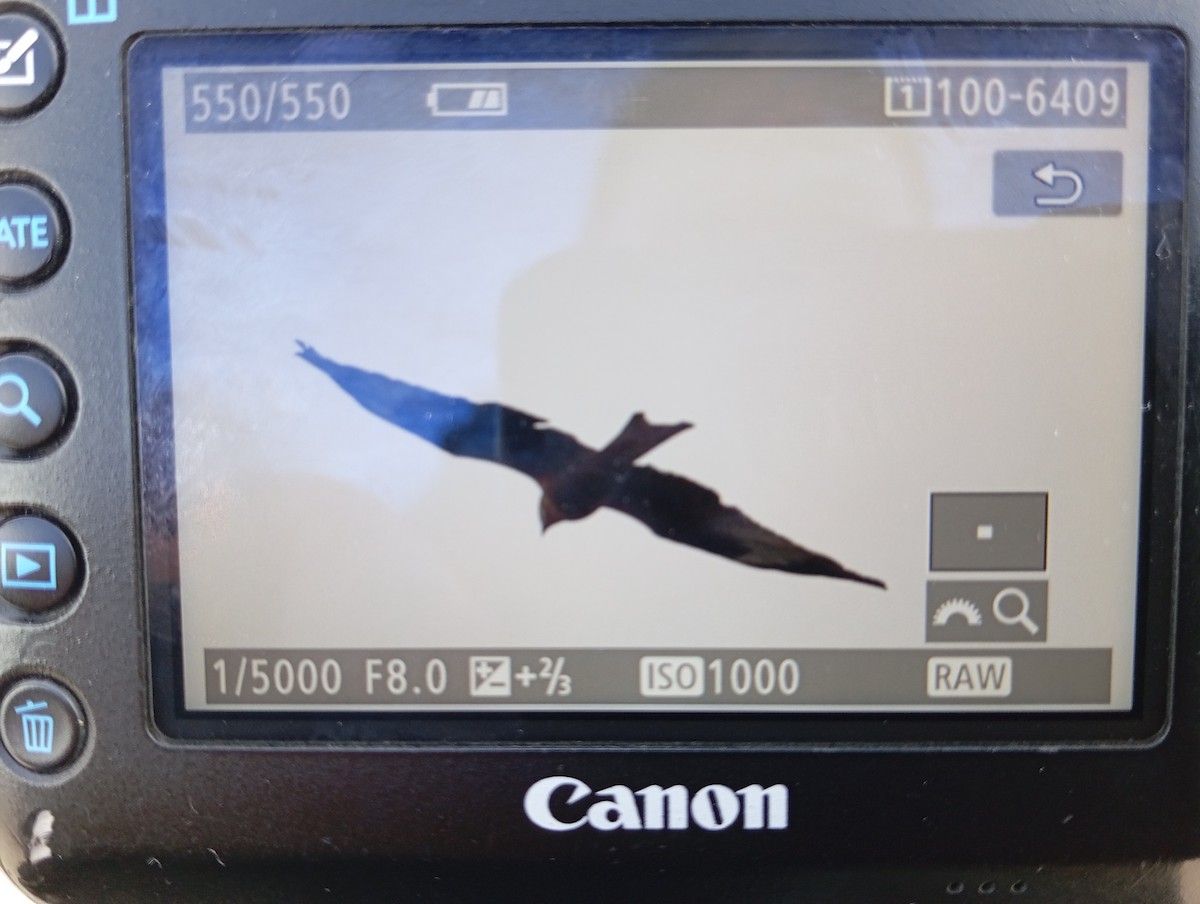 Red Kite - ML644131953