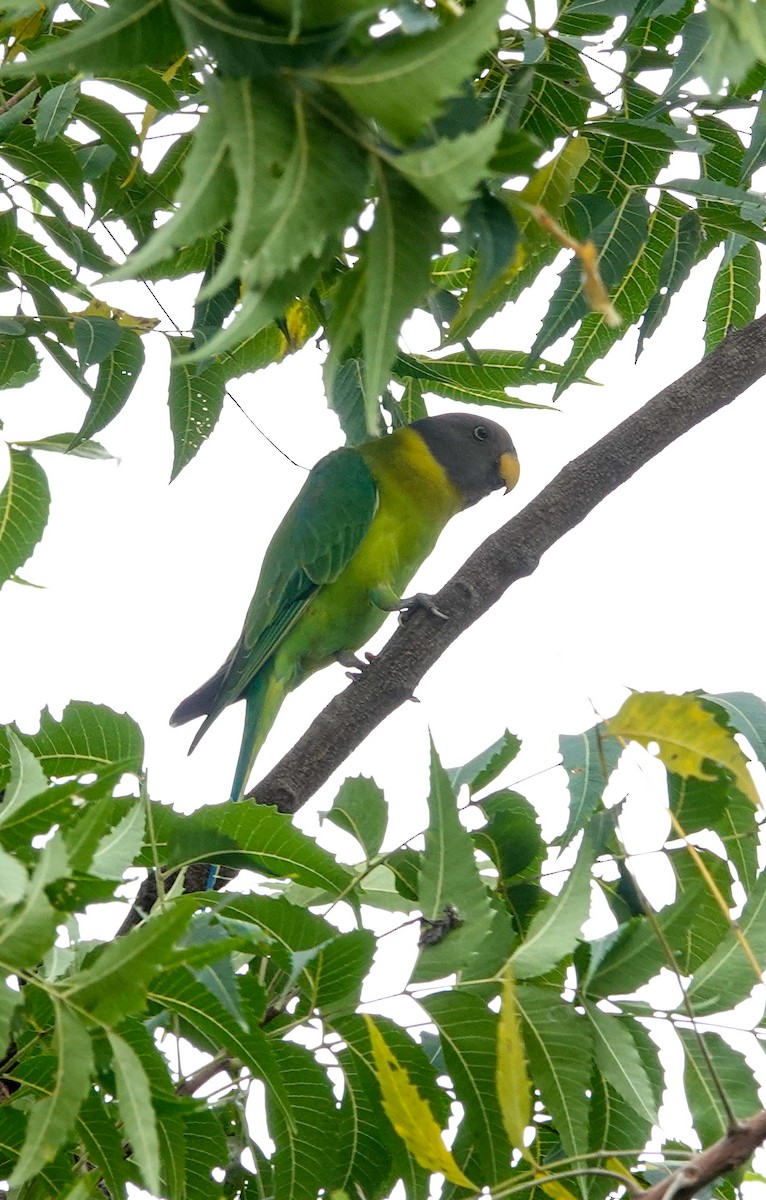 コセイインコ - ML644131957