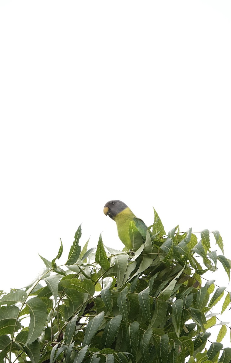 コセイインコ - ML644131959