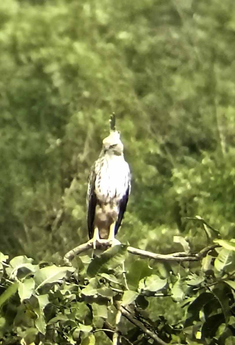 Changeable Hawk-Eagle - ML644131960