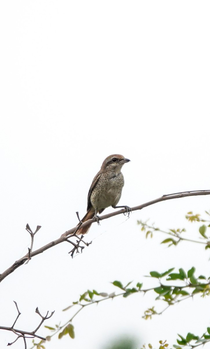 Brown Shrike - ML644131962