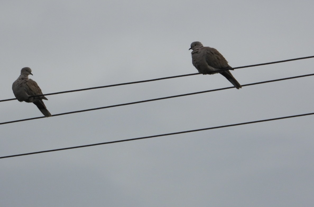 灰斑鳩 - ML644131977