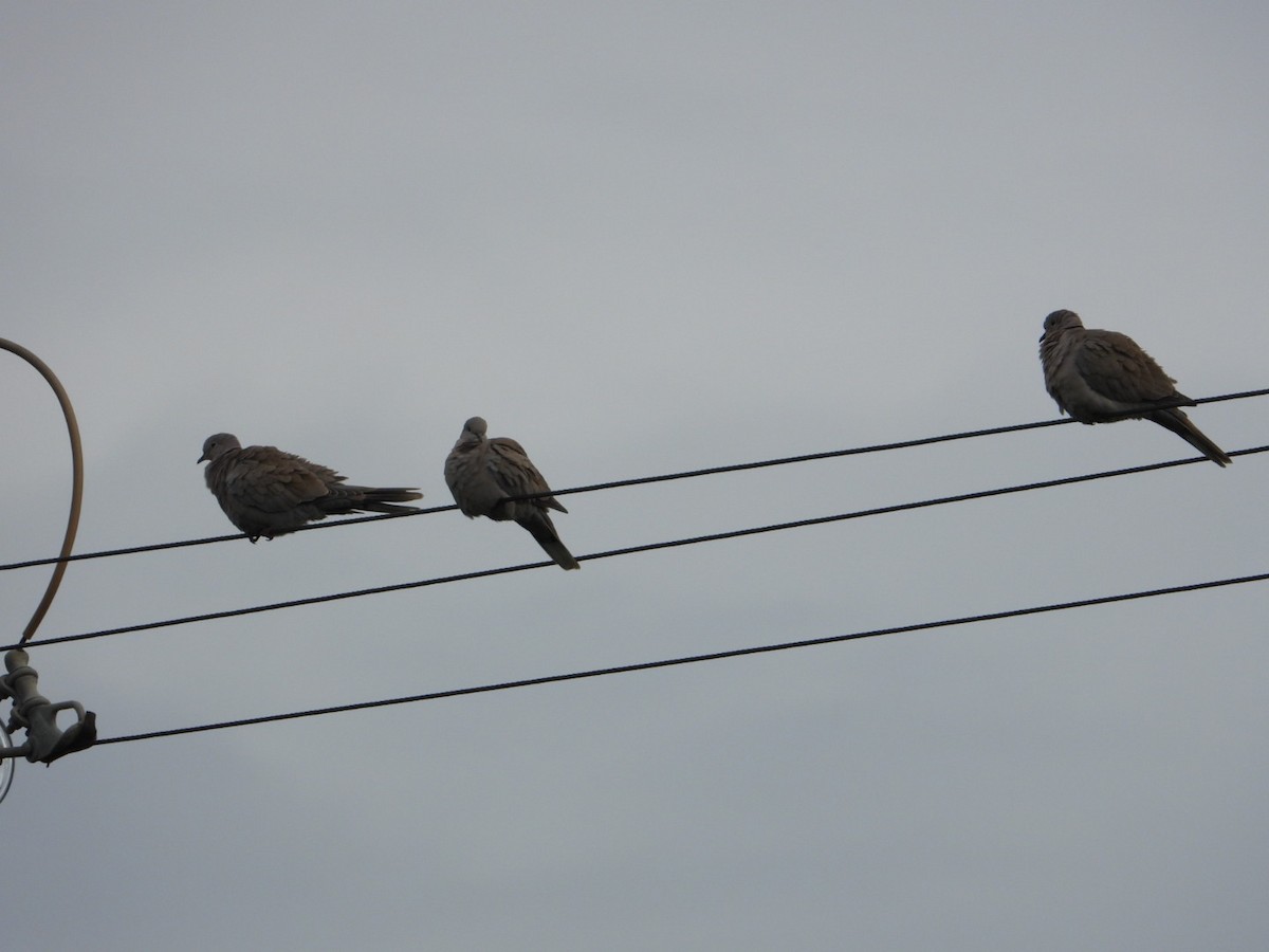 灰斑鳩 - ML644131978