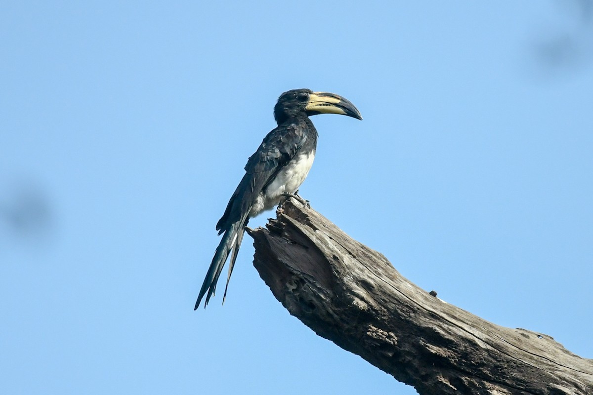 West African Pied Hornbill - ML644131979