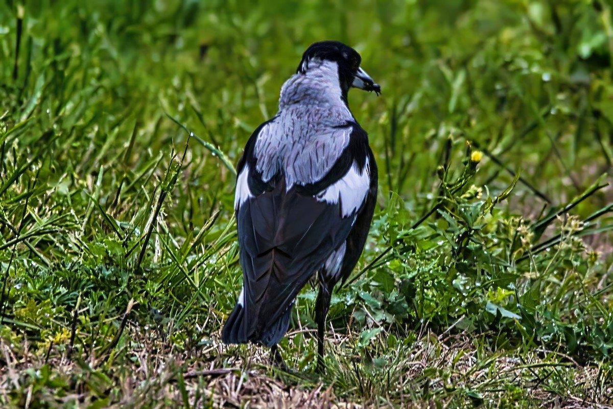 Australian Magpie (Black-backed x White-backed) - ML644131980