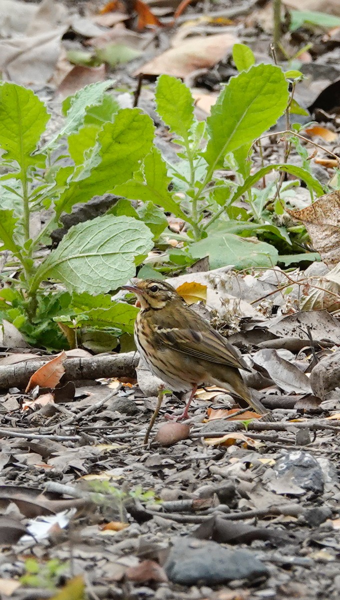 Olive-backed Pipit - ML644131982