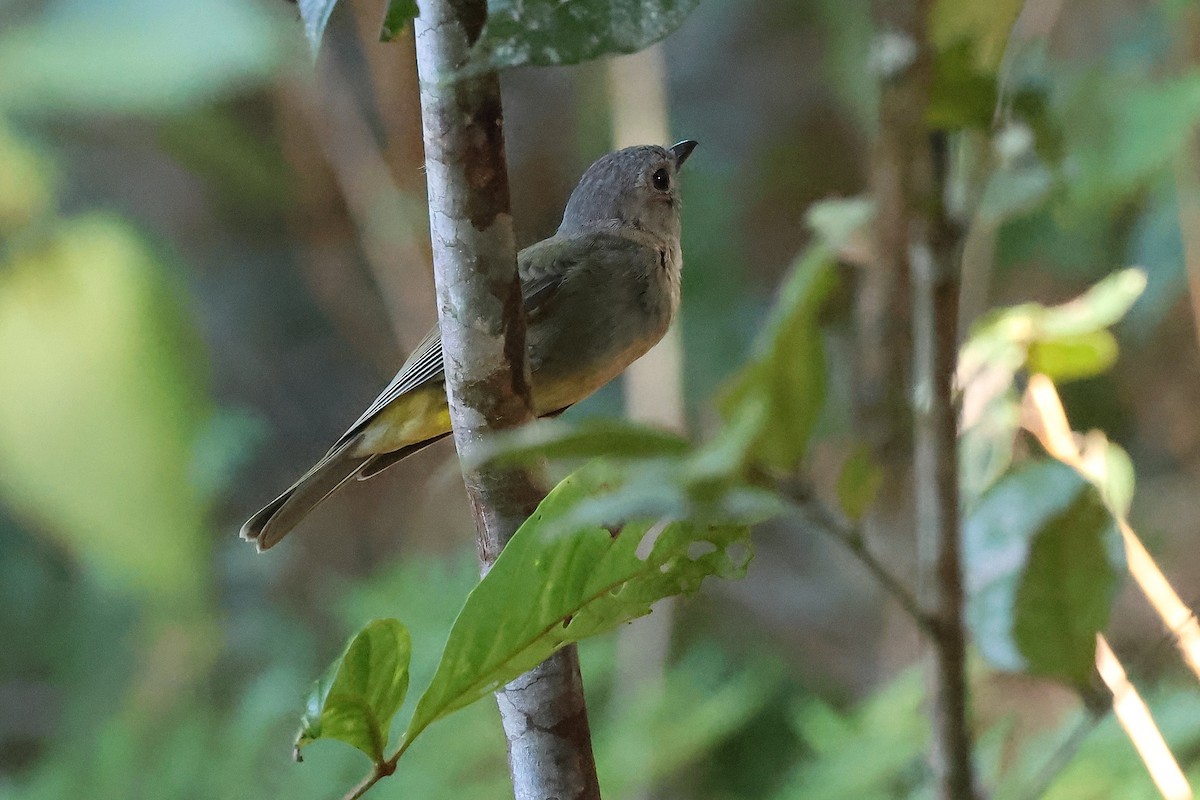 Gray Whistler - ML644131983