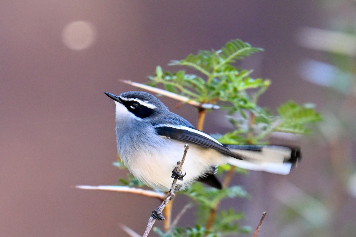 Fairy Flycatcher - ML644131987