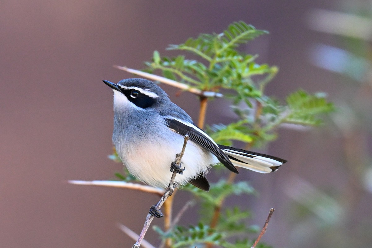 Fairy Flycatcher - ML644131988
