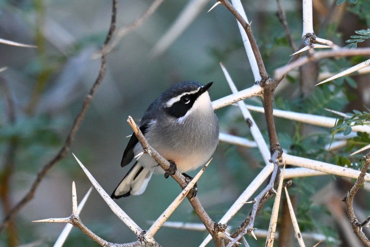 Fairy Flycatcher - ML644131989