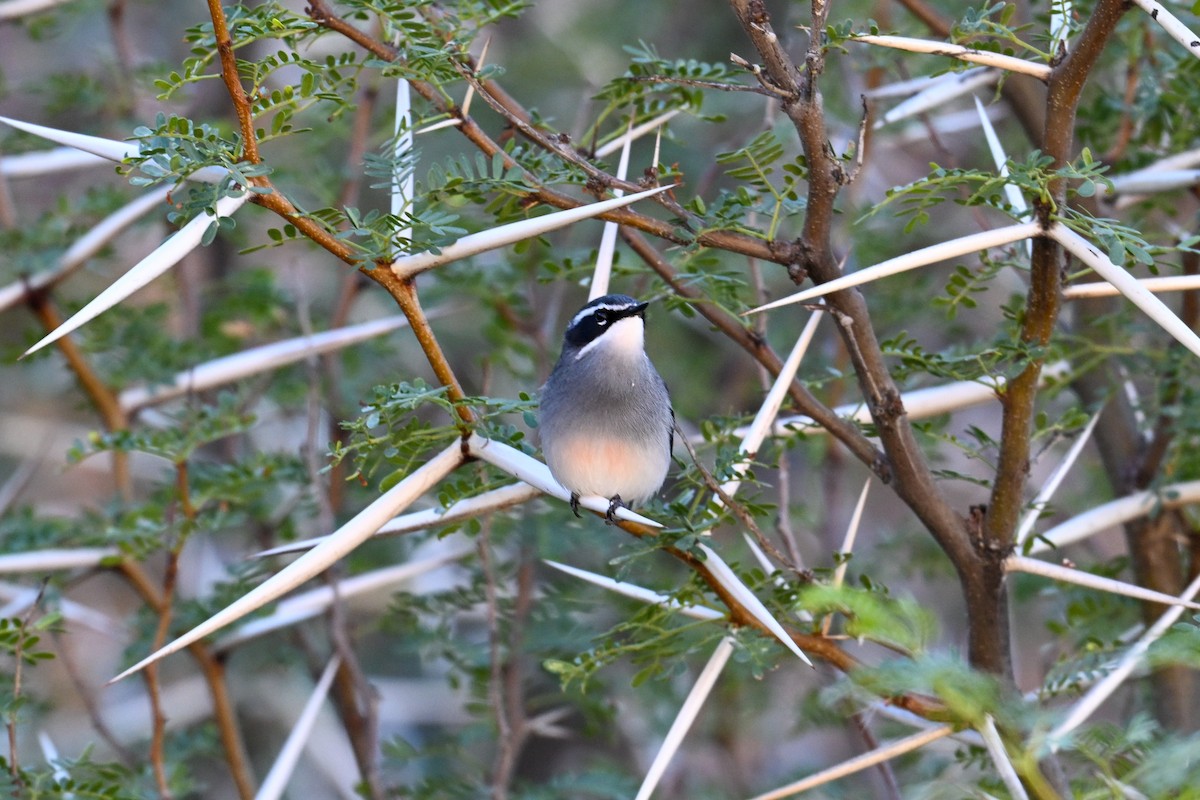 Fairy Flycatcher - ML644131990