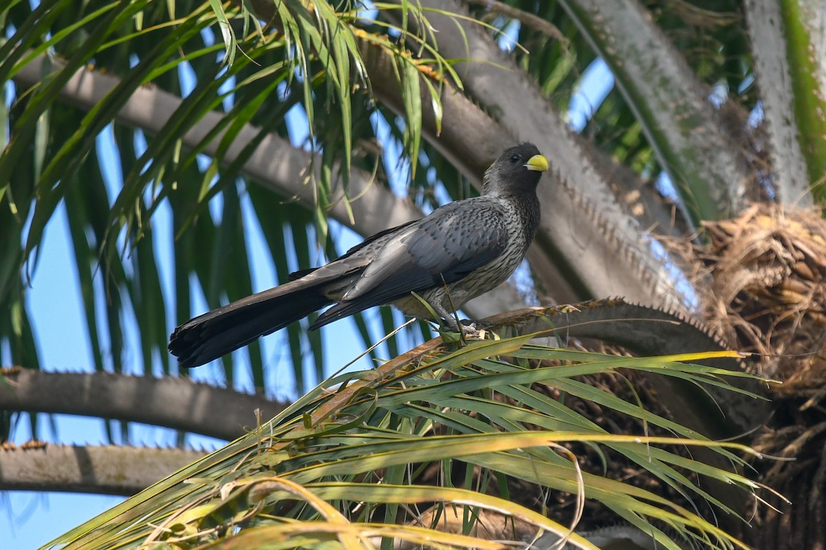 Western Plantain-eater - ML644131991