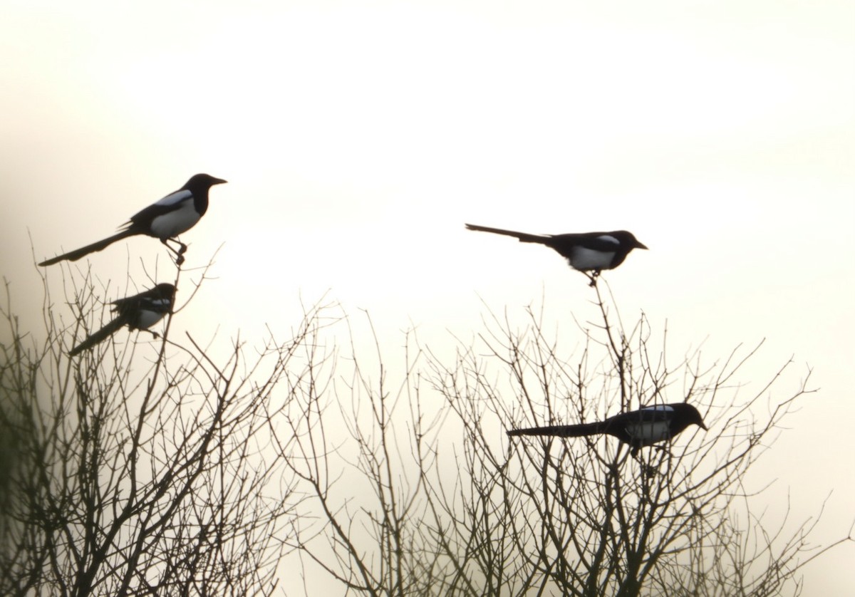 Eurasian Magpie - ML644131993