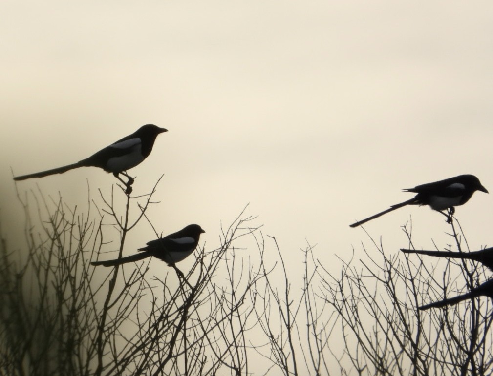 Eurasian Magpie - ML644131994