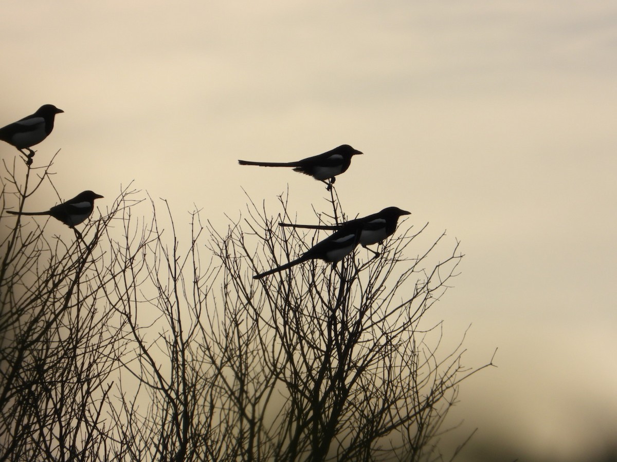 Eurasian Magpie - ML644131995