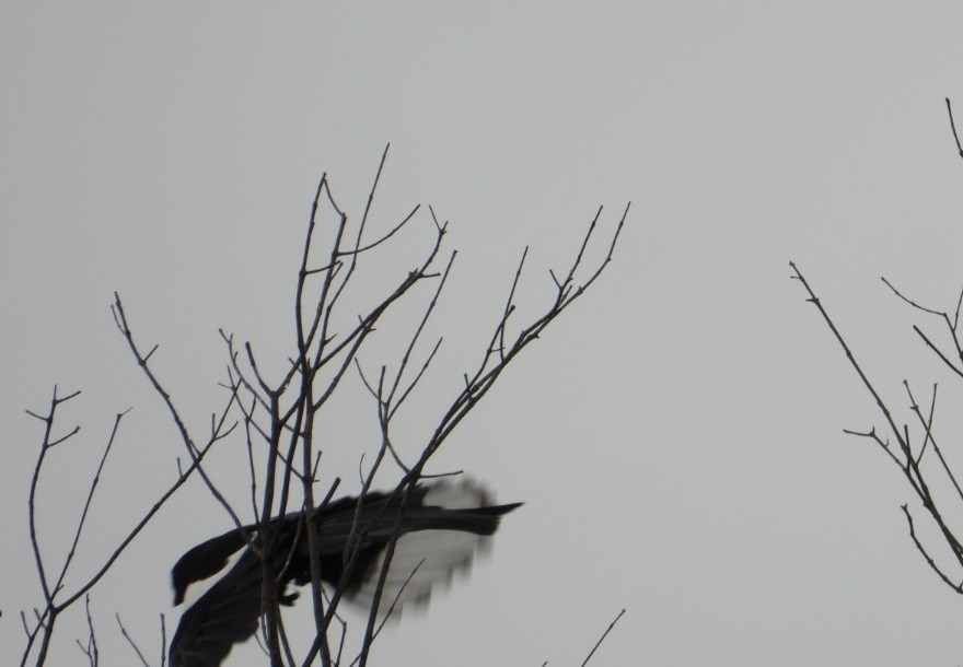 Eurasian Magpie - ML644131996