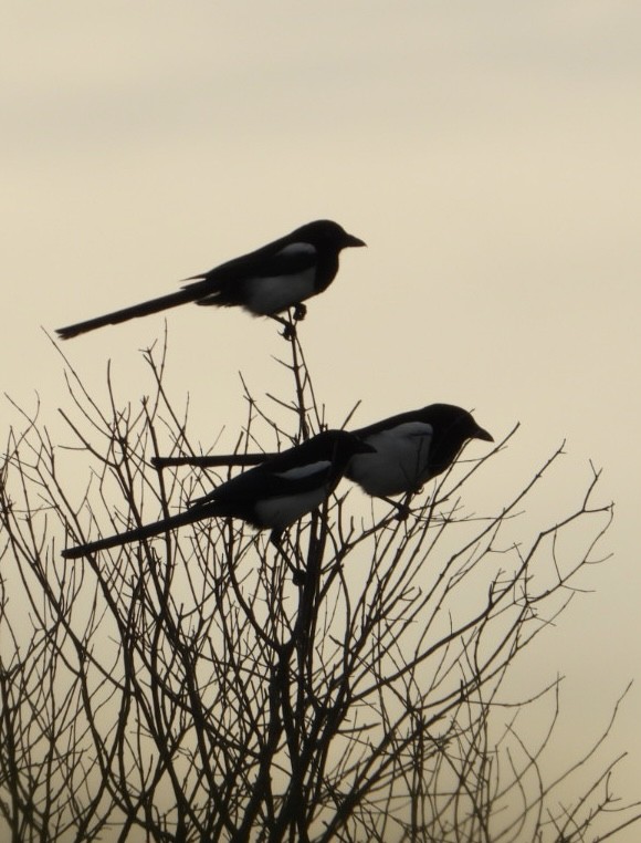 Eurasian Magpie - ML644131997