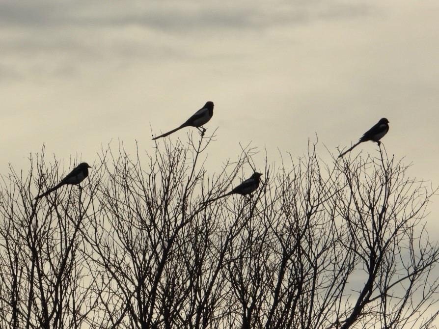 Eurasian Magpie - ML644131998