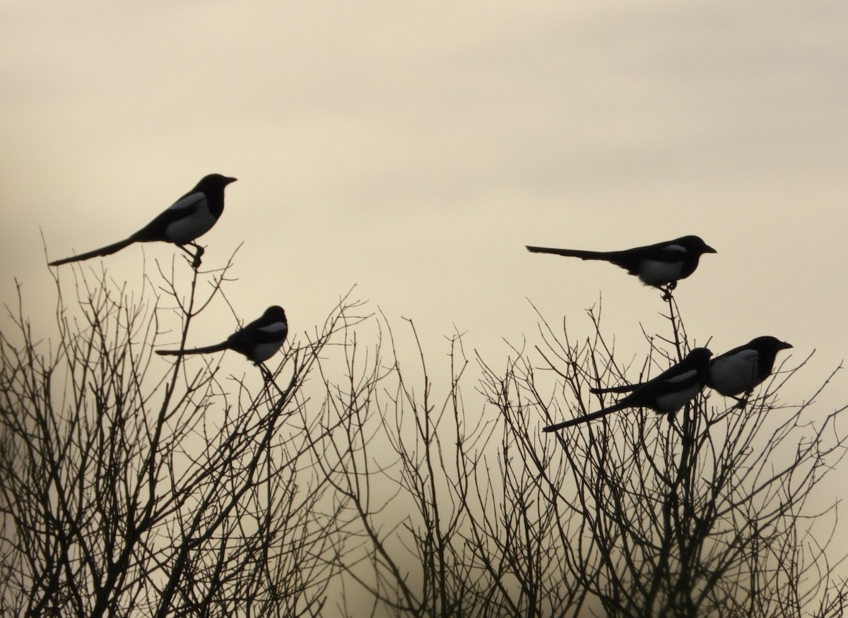 Eurasian Magpie - ML644131999