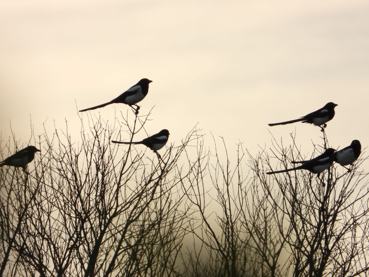 Eurasian Magpie - ML644132000