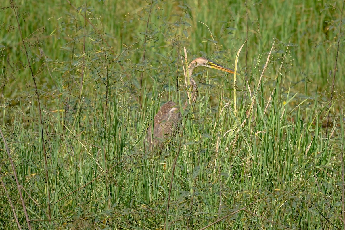 Purple Heron (Purple) - ML644132002