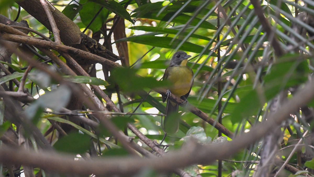 Gray-headed Bristlebill - ML644132009