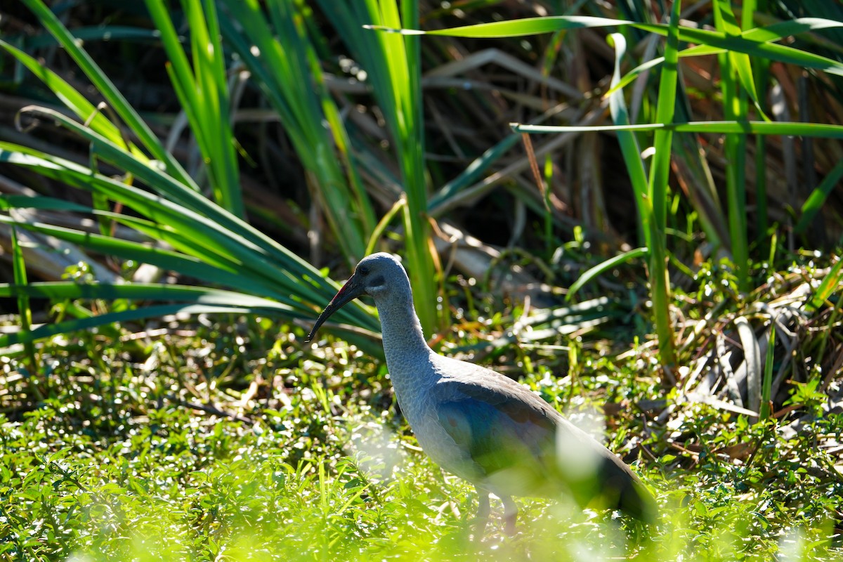 Ibis hagedash - ML644132025
